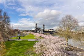 Maybe you would like to learn more about one of these? Cherry Blossom Trees With Pink Flowers In Full Bloom At Waterfront Park In Portland Oregon Stock Photo Picture And Royalty Free Image Image 55440233