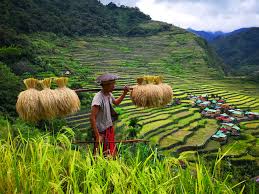 rice terraces of ifugao