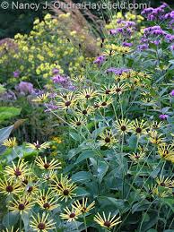Image result for Vernonia nepetifolia