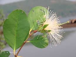 Image result for Sonneratiaceae