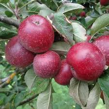 The tropical equivalent of the cherry. Kingston Black Cider Apple Trees Wylder Trees Bc Canada