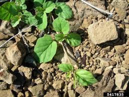 Image result for Boerhavia coccinea