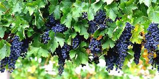 We did not find results for: Texas Grape Growing And Wine Festival Monte Alto April 7 Agfax