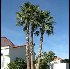 This is another palm that can be used in a variety of landscape designs ranging from native to the rocky canyons of baja california and sonora, mexico, this rare, slow growing palm is a real crowd pleaser! Mexican Fan Palm