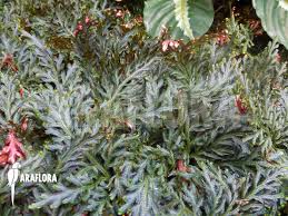 Image result for Selaginella afrorum