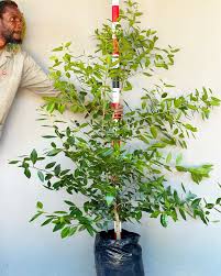 Image result for Apodytes dimidiata