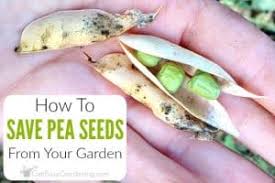 How to pick peas from the garden. How To Save Pea Seeds From Your Garden Get Busy Gardening