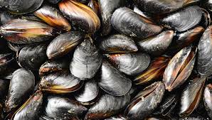 Image result for Paralytic Shellfish Poisoning