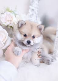 Cream Sable Pomeranian Puppies For Sale Cuteteacuppuppies Pomeranian Puppy For Sale Teacup Puppies 4 Pomeranian Puppy Pomeranian Puppy For Sale Teacup Puppies