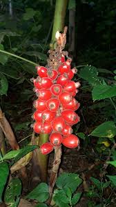 Image result for Renealmia