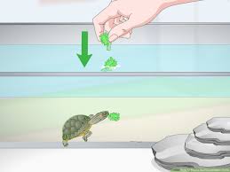 When cared for correctly, they can easily live longer than 20 years. 3 Ways To Feed A Red Eared Slider Turtle Wikihow