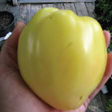Oxheart tomatoes' leaves are a little different than typical tomatoes; Yellow Oxheart Tomato Seeds Urban Farmer