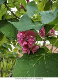 Image result for Dombeya lastii