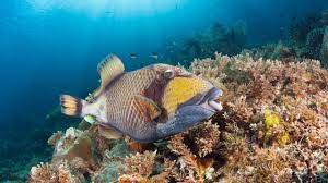 Fish With Human Like Lips Is Leaving People Shocked Complex