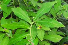 Image result for Costus phyllocephalus