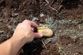 How do you grow potatoes from potato eyes? How To Plant Grow Potatoes In Containers Or The Ground