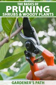 So if you trim your burning bush after that happens it will pretty much stay at the size that you want it … The Basics Of Pruning Shrubs And Woody Plants Gardener S Path