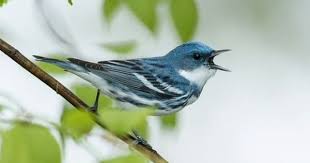 Black Bird With Yellow Belly Ohio Bryan Hix Lake Hope Ohio May 2013 Http Www Flickr Com Photos Bdhixphotos 8886230934 Cerulean Ornithology Clear Blue Sky