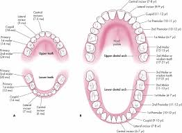 Decidous And Permanent Teeth Anatomy Diagram Quizlet