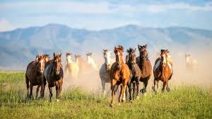 They're also common on the barrier islands along the atlantic coast of north america. It S Not Too Late Government Looks For Solution To Growing Wild Horse Population In American West Abc News