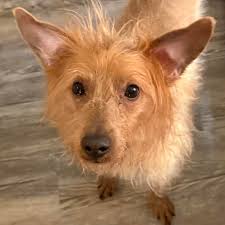 Coco is doing fantastic! It's already easy to forget how shy and timid she  can be. It's still there, there's just so much more to her now. Good puppy  🐶