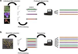 Image result for Schinziella tetragona