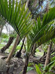 Image result for Hyophorbe indica