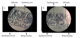 Sel buliform pada daun zea mays. Gambar 8 3 Penampang Melintang Daun Genotipe Kacang Hijau Toleran Download Scientific Diagram