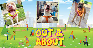 Some will take a few weeks to recover and some will take months. Animal Care Control Welcome To The City Of Fort Worth