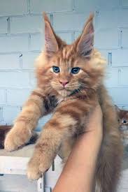 Black And Grey Maine Coon Kittens For Sale Pin On Cat