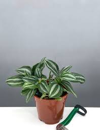 Image result for Peperomia molleri