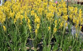 Image result for Anigozanthos