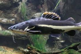 Black And White Striped Catfish Aquarium Most Tropical Freshwater Catfish Found In Home Aquariums Are Plecostimus Fish Abridged As Plecos Though Often Referred To As Algae Eaters These Tank Dieren