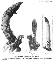 Image result for Mutinus caninus