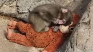 Primatologists Explain Why Punch's Mother Abandoned Him And Why He's " Bullied" By Other Monkeys | Bored Panda