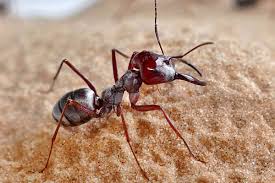 They spread these germs through their process of biting and feeding upon humans, with the world. Desert Ant Runs So Fast It Covers 100 Times Its Body Length Per Second New Scientist