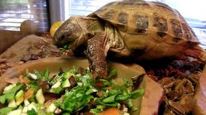 Russian Tortoise Care Guide 2019 Free Download