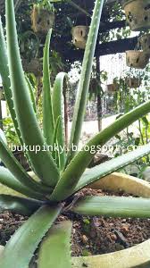 Pokoknya juga unik dan boleh di makan.video ini dikongsi hanyalah untuk menyimpan perkembangan pokok aloe. Buku Pinky Kebaikan Aloe Vera