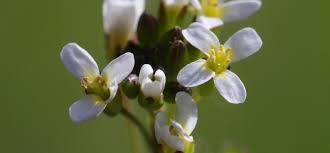 Image result for Arabidopsis