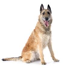 Choose your favorite belgian shepherd designs and purchase them as wall art, home decor, phone cases, tote bags, and more! Belgian Shepherd Dog Laekenois Breed Guide Petbarn