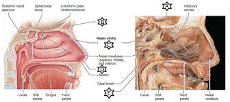 It consists of nasal skeleton, which houses the nasal cavity. Dynamic Study Modules Respiratory System Flashcards Quizlet