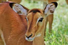 Kenya Impala Portrait Africa Wildlife Impala Wildlife Photography