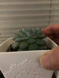 多肉植物エケベリア系の 葉が下に垂れてしまうのは徒長ですか 成長点は 綺麗 Yahoo 知恵袋