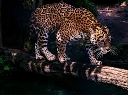 Lycamobile becomes an official partner of nfl's jacksonville jaguars. How The Jaguar King Of The Forest Might Save Its Ecosystem Wired