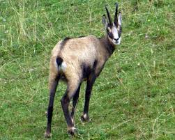 L'antilope saltante appartiene al genere degli antidorcatini e vive nell'africa sudoccidentale; Natura Nel Mondo