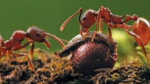 I have had red ants in and near my vegetable garden. Ants Aren T Your Enemy Finegardening