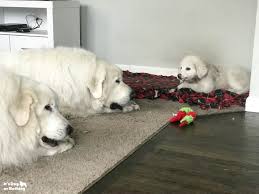 Kiska Great Pyrenees 12 Weeks Great Pyrenees Pyrenees Great Pyrenees Dog