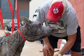 Stray Dog's Story of Misery Written on His Skin