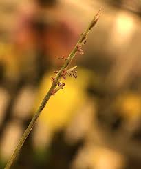 Image result for Microchloa