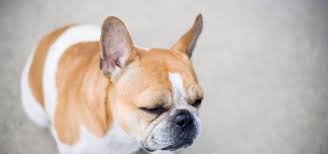 Your bully has three eyelids; French Bulldog Eye Problems What Do You Need To Know French Bulldog Breed